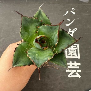 Q43【パンダ園芸】アガベ チタノタ HADES ハデス 恐竜牙歯 Agave titanota Hades メリクロン株 発根済み の画像2