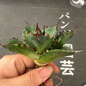 Q43【パンダ園芸】アガベ チタノタ HADES ハデス 恐竜牙歯 Agave titanota Hades メリクロン株 発根済み の画像3