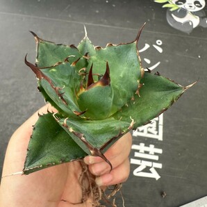 Q43【パンダ園芸】アガベ チタノタ HADES ハデス 恐竜牙歯 Agave titanota Hades メリクロン株 発根済み の画像8