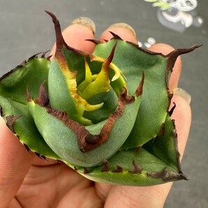 Q47【パンダ園芸】アガベ チタノタ ジャガーノート 純血 / Agave titanota 'Juggernaut' pure blood 胴切り天芽子株の画像1