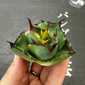 Q47【パンダ園芸】アガベ チタノタ ジャガーノート 純血 / Agave titanota 'Juggernaut' pure blood 胴切り天芽子株の画像6