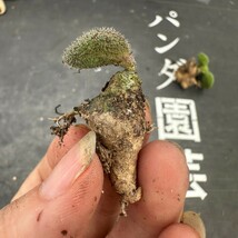 Q55【パンダ園芸】特選 珍奇植物 Tylecodon nolteei チレコドン ノルティ 3株 _画像6