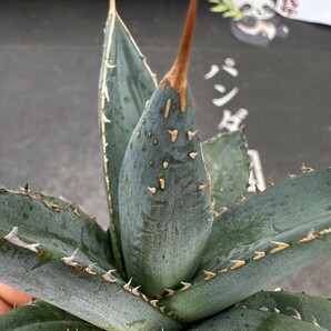 Q58【パンダ園芸】アガベ チタノタ 帝君 agave emperor 極上強棘 優良血統極上株 の画像1