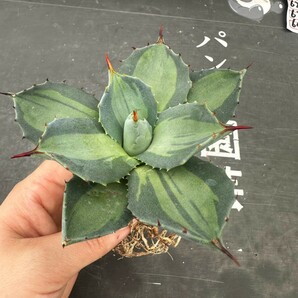 Q59【パンダ園芸】 アガベ パリー ホーチエンシス 極上斑 斑入り 吉祥天錦 Agave parryi f.variegata 特選優良強棘株 の画像5