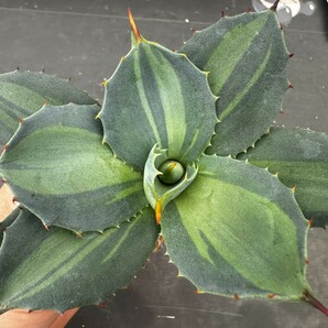 Q60【パンダ園芸】 アガベ パリー ホーチエンシス 極上斑 斑入り 吉祥天錦 Agave parryi f.variegata 特選優良強棘株 の画像5