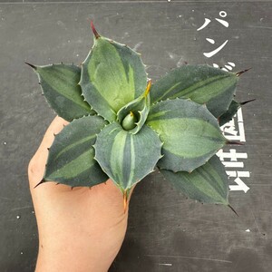 Q60【パンダ園芸】 アガベ パリー　ホーチエンシス　極上斑　斑入り　吉祥天錦　Agave parryi f.variegata 特選優良強棘株　