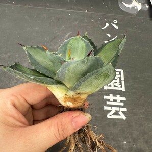 Q61【パンダ園芸】 アガベ パリー ホーチエンシス 極上斑 斑入り 吉祥天錦 Agave parryi f.variegata 特選優良強棘株 の画像2