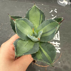 Q61【パンダ園芸】 アガベ パリー ホーチエンシス 極上斑 斑入り 吉祥天錦 Agave parryi f.variegata 特選優良強棘株 の画像4