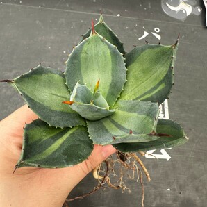 Q61【パンダ園芸】 アガベ パリー ホーチエンシス 極上斑 斑入り 吉祥天錦 Agave parryi f.variegata 特選優良強棘株 の画像3