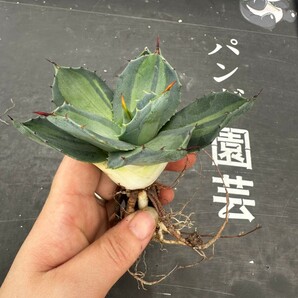 Q61【パンダ園芸】 アガベ パリー ホーチエンシス 極上斑 斑入り 吉祥天錦 Agave parryi f.variegata 特選優良強棘株 の画像5