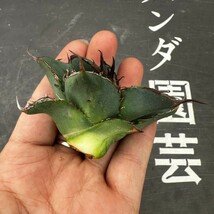 Q67【パンダ園芸】特選 アガベ 多肉植物 チタノタ 黑鷹 ‘Blackhawk’ 強棘 胴切り天芽 極上株_画像8