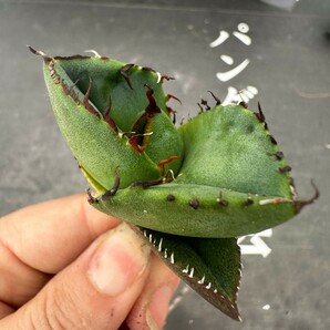 Q75【パンダ園芸】アガベ チタノタ ジャガーノート 純血 / Agave titanota 'Juggernaut' pure blood メリクロン株 発根済み の画像6