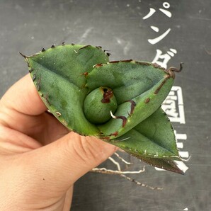 Q75【パンダ園芸】アガベ チタノタ ジャガーノート 純血 / Agave titanota 'Juggernaut' pure blood メリクロン株 発根済み の画像2