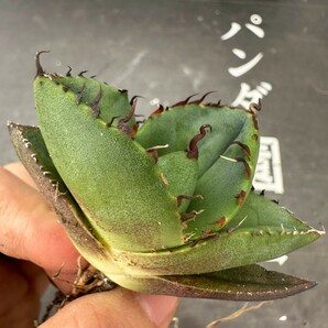 Q75【パンダ園芸】アガベ チタノタ ジャガーノート 純血 / Agave titanota 'Juggernaut' pure blood メリクロン株 発根済み の画像5