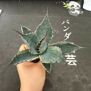 Q80【パンダ園芸】多肉植物 アガベパラサナ錦 頼光錦ファイヤーボール/台湾輸入の画像8