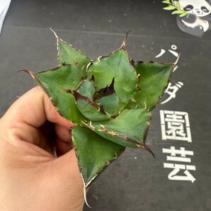 Q84【パンダ園芸】アガベ チタノタ HADES ハデス 恐竜牙歯 Agave titanota Hades メリクロン株 発根済み の画像8