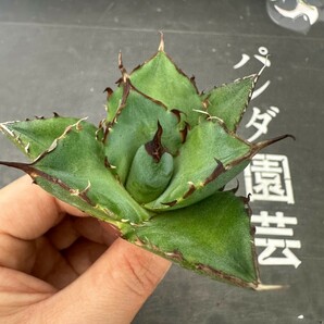 Q84【パンダ園芸】アガベ チタノタ HADES ハデス 恐竜牙歯 Agave titanota Hades メリクロン株 発根済み の画像7