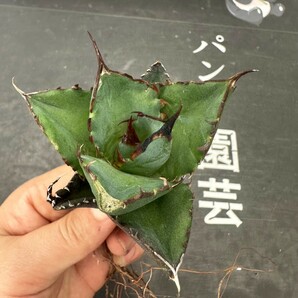 Q87【パンダ園芸】アガベ チタノタ HADES ハデス 恐竜牙歯 Agave titanota Hades メリクロン株 発根済み の画像6