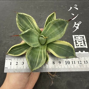 Q92【パンダ園芸】多肉植物アガベ パリー トランカータ ライムストリーク アイス発根済み の画像8