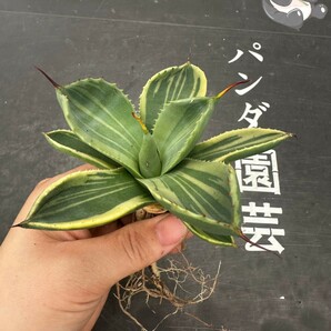 Q93【パンダ園芸】多肉植物アガベ パリー トランカータ ライムストリーク アイス発根済み の画像5