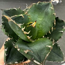 Q31【パンダ園芸】 特選 アガベ チタノタ柊月 agave titanota holly moon_画像1