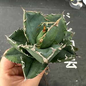 R26【パンダ園芸】 特選 アガベ チタノタ柊月 agave titanota holly moon