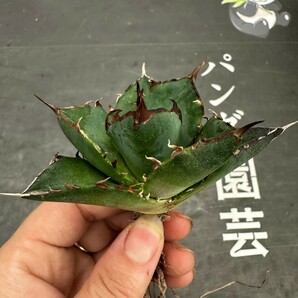 R77【パンダ園芸】アガベ チタノタ HADES ハデス 恐竜牙歯 Agave titanota Hades メリクロン株 発根済み の画像7