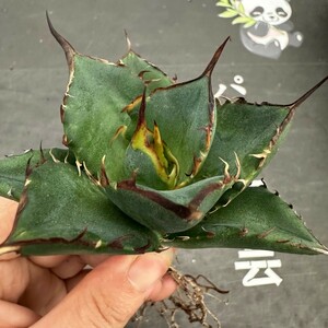 R78【パンダ園芸】アガベ　チタノタ HADES ハデス 恐竜牙歯 Agave titanota Hades　メリクロン株 発根済み 