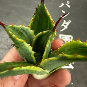 R85【パンダ園芸】多肉植物アガべ ポタトラム　 キュービック錦 覆輪斑 大子株 