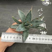 R89【パンダ園芸】アガベ チタノタ 帝君 agave emperor 極上強棘 優良血統極上株 _画像9