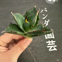 R101【パンダ園芸】アガベ　チタノタ HADES ハデス 恐竜牙歯 Agave titanota Hades　メリクロン株 発根済み _画像4