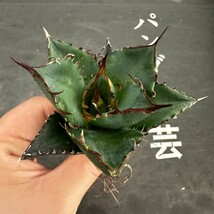 R102【パンダ園芸】アガベ　チタノタ HADES ハデス 恐竜牙歯 Agave titanota Hades　メリクロン株 発根済み _画像5