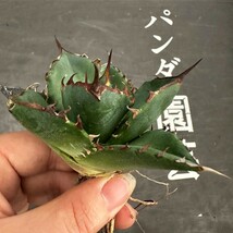 R102【パンダ園芸】アガベ　チタノタ HADES ハデス 恐竜牙歯 Agave titanota Hades　メリクロン株 発根済み _画像4