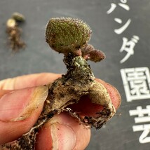 S1【パンダ園芸】特選 珍奇植物 Tylecodon nolteei チレコドン ノルティ 3株 _画像6