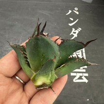 S45【パンダ園芸】特選 アガベ 多肉植物 チタノタ 黑鷹 ‘Blackhawk’ 強棘 胴切り天芽 極上株_画像6