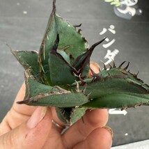 S45【パンダ園芸】特選 アガベ 多肉植物 チタノタ 黑鷹 ‘Blackhawk’ 強棘 胴切り天芽 極上株_画像8