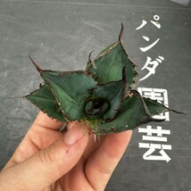 S45【パンダ園芸】特選 アガベ 多肉植物 チタノタ 黑鷹 ‘Blackhawk’ 強棘 胴切り天芽 極上株_画像2