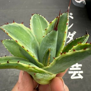 S63【パンダ園芸】多肉植物アガべ ポタトラム　 キュービック錦 覆輪斑 大子株 