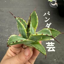 S63【パンダ園芸】多肉植物アガべ ポタトラム　 キュービック錦 覆輪斑 大子株 _画像6