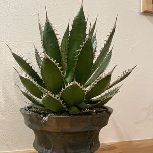 アガベ ホリダ カリフォルニア 輸入株 発根済み Agave horrida