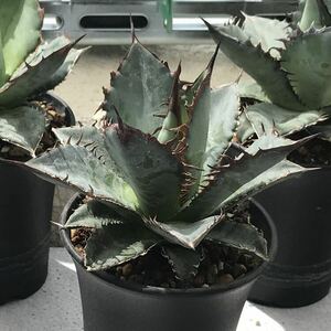 Agave “TiHo” (titanota x horrida) アガベ　チタノタ　ホリダ