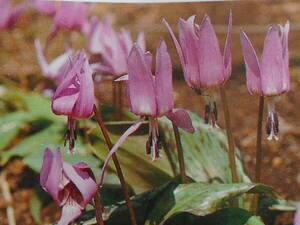 山野草（ユリ科）　カタクリB　　大株５株植え