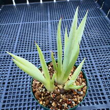 多肉植物 アガベ ポタトラム キュービック 錦 中斑 A4 珍品 希少 Agave potatorum 'Cubic' f.variegata_画像2