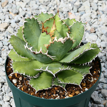 多肉植物 親株 アガベ チタノタ フィリグリー 圓葉拇指 G03 極美 大株 Agave titanota filigree_画像6