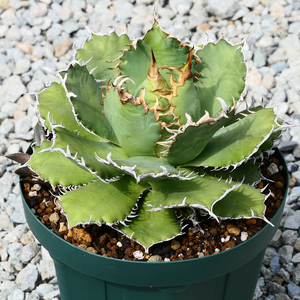 多肉植物 親株 アガベ チタノタ フィリグリー 圓葉拇指 G03 極美 大株 Agave titanota filigree