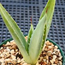 多肉植物 アガベ ポタトラム キュービック 錦 中斑 D13 珍品 希少 Agave potatorum 'Cubic' f.variegata_画像3