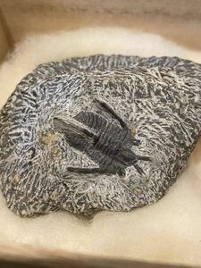 レア・美品：カンブリア紀初期 三葉虫化石 幼少かつ臨戦態勢時の貴重な物　5億年以上の地球の歴史を今に伝える 