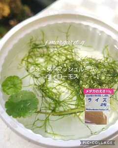 送料込み　おまけ付き　メダカのえさ　可愛い水草　セット