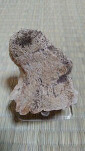 [wa Io ming. production ] Toro saurus*latus(Torosaurus latus). fossil 