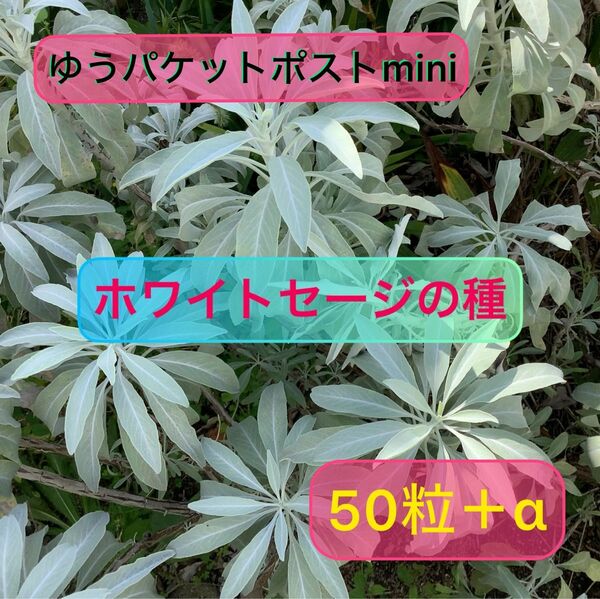 15粒増量中　ホワイトセージの種　50粒＋α 自家製　無農薬栽培　令和5年7月採取種